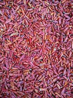Myanmada etishtirilgan chili qalampiri