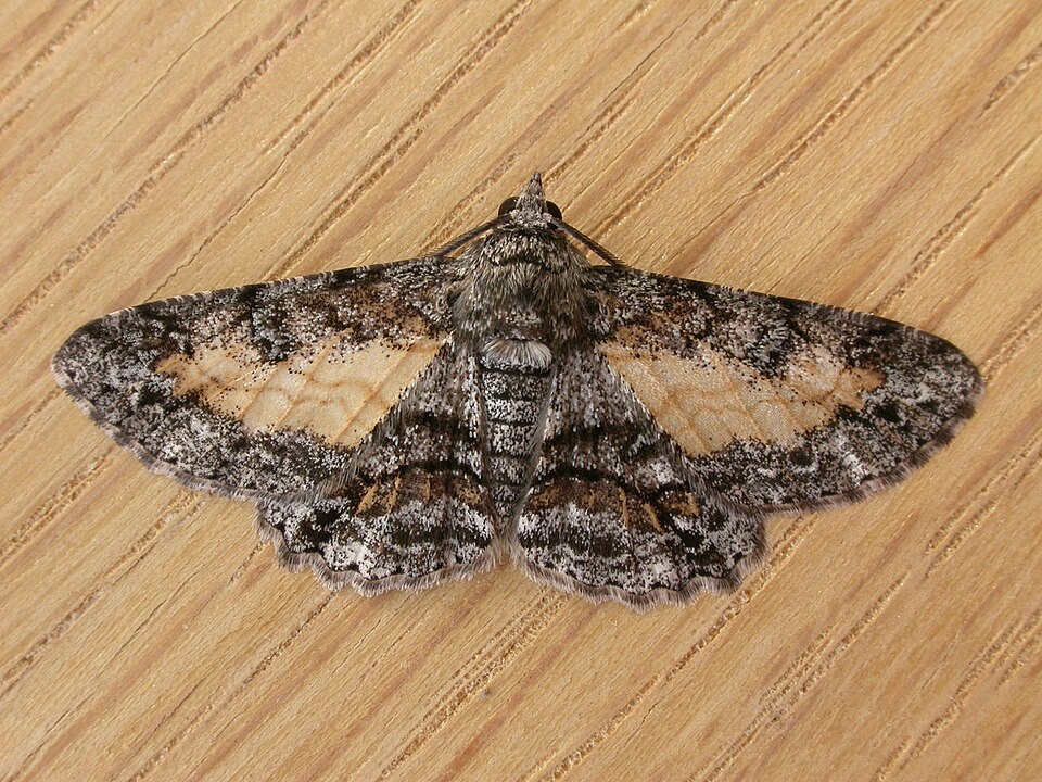 Fayl:Cleora injectaria.jpg