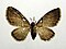 Eupithecia
