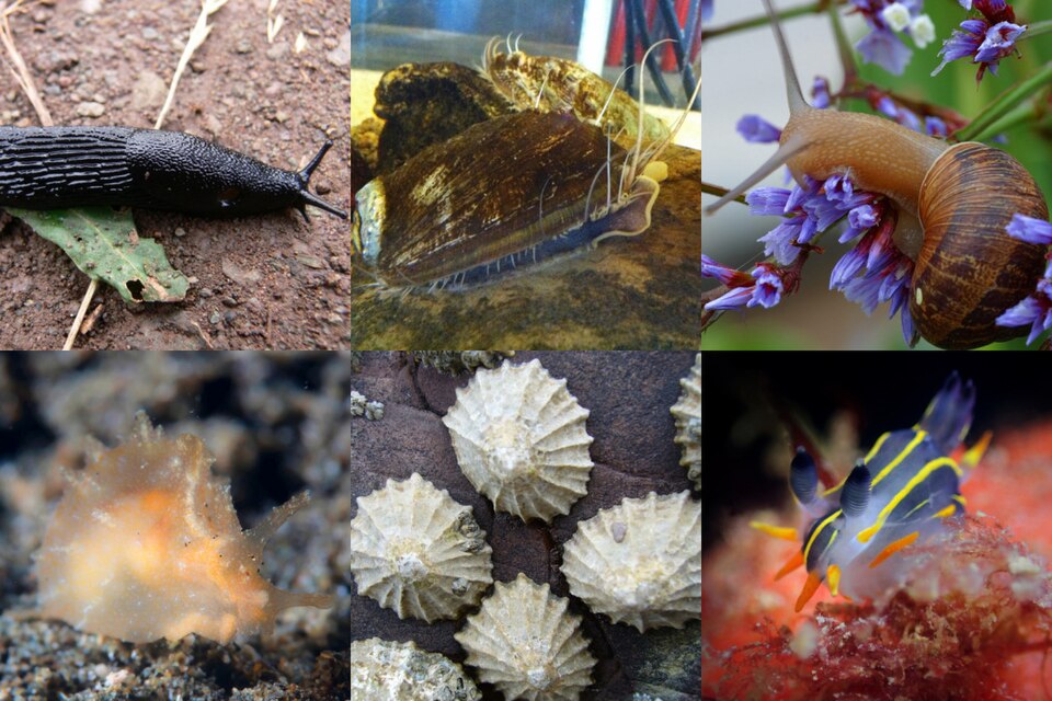 Fayl:Gastropod collage.jpg