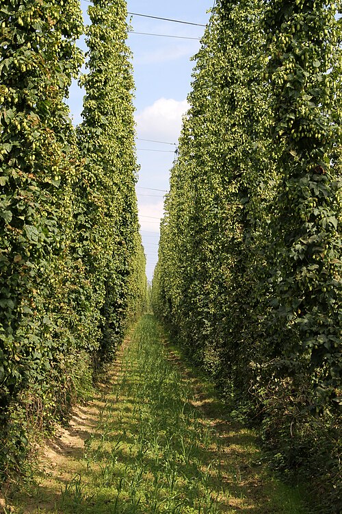 Fayl:Hopfenanlage-36-an der D34-2010-gje.jpg