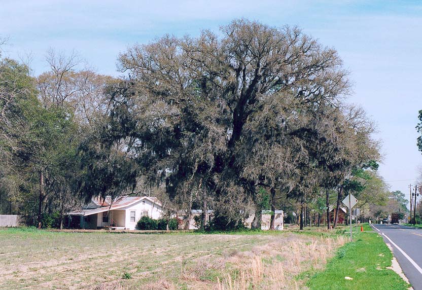 Fayl:Live-Oak-Collins.jpg