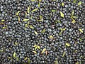 Mirto likyorini tayyorlash uchun rezavorlar alkogolga solinadi.