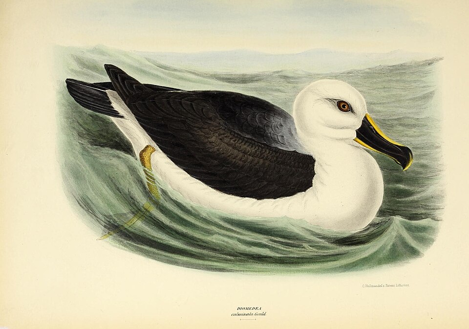 Fayl:The genera of birds (19302114966).jpg