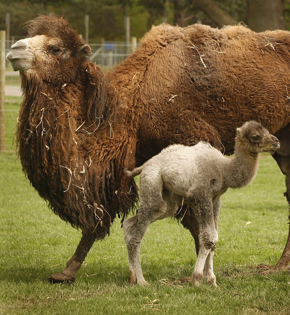 Fayl:Babybactrian.jpg