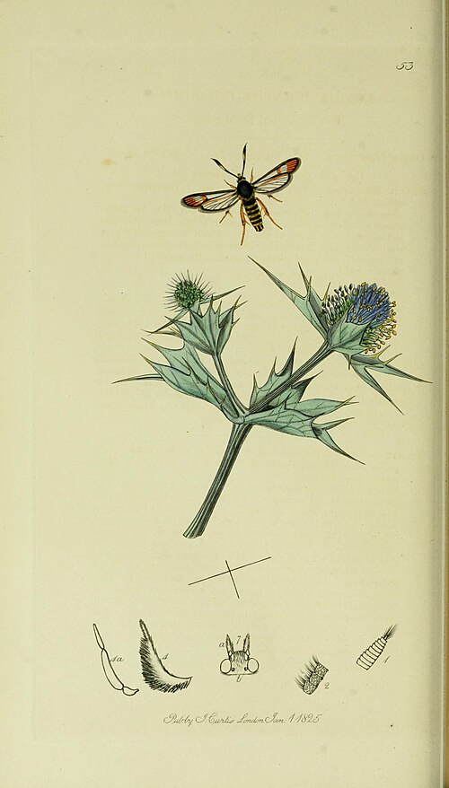 Fayl:Britishentomologyvolume5Plate53.jpg
