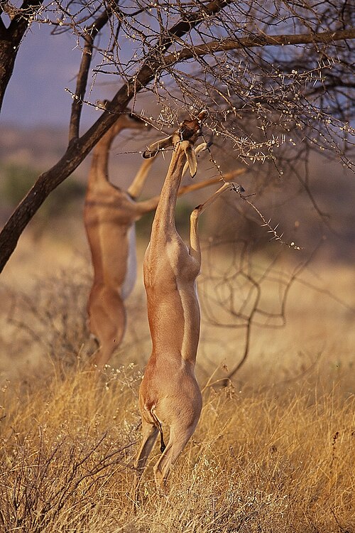 Fayl:Gerenuks in Samburu.jpg