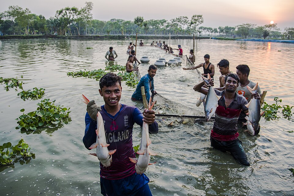 Fayl:Happy Bangladeshi fish farmer.jpg