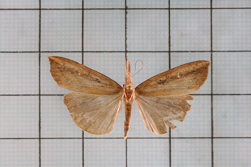 Fayl:Hypena longipennis4.jpg