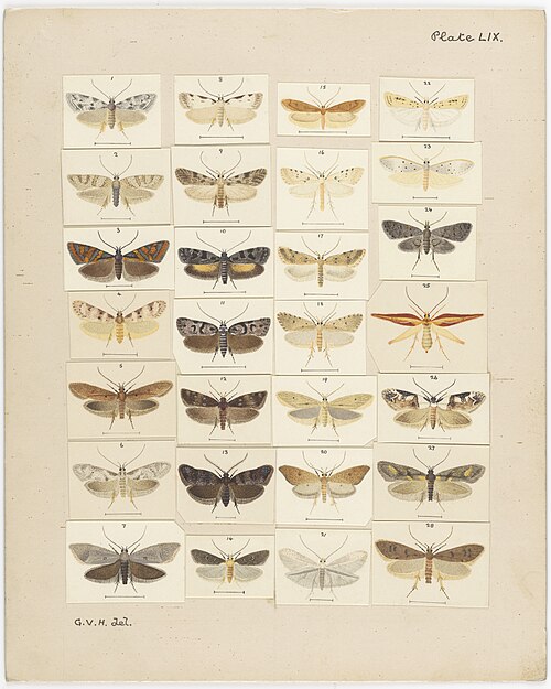 Fayl:MA I437920 TePapa Plate-LIX-A-supplement full.jpg