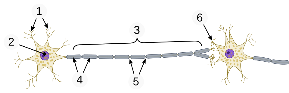 Fayl:Simple neuron scheme.svg