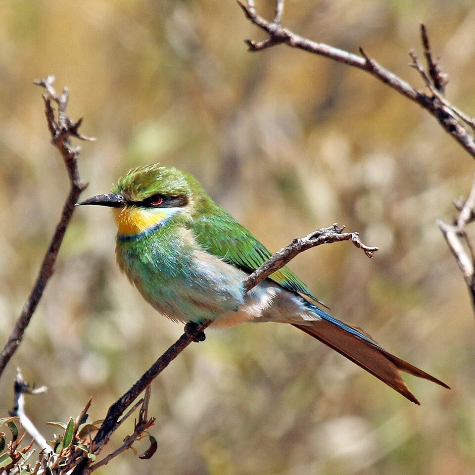 Fayl:Swallow-tailed bee-eater (Merops hirundineus hirundineus).jpg