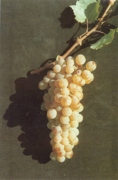 Fayl:ASSYRTIKO.jpg