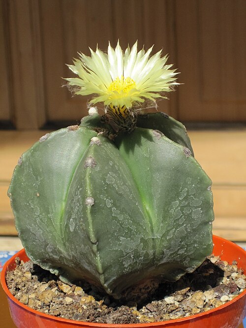 Fayl:Astrophytum myriostigma nudum 5.JPG