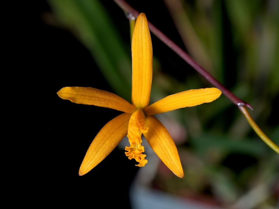 Fayl:Cattleya alvaroana (11763085833).jpg