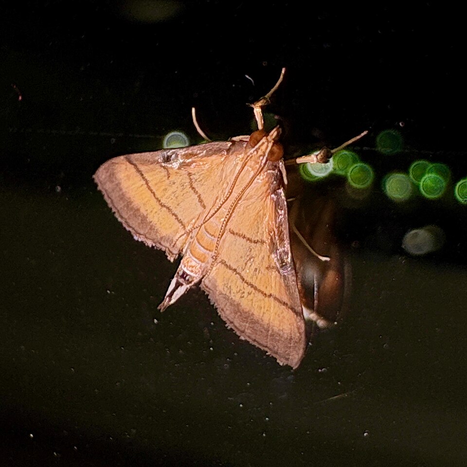 Fayl:Cnaphalocrocis medinalis on the glass.jpg