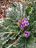 Gullar (Mandragora autumnalis)