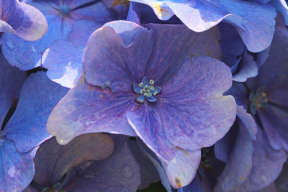 Fayl:Hydrangea macrophylla HC2.jpg