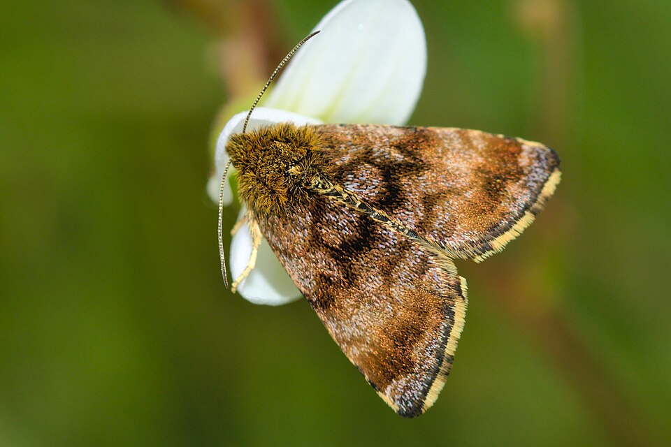 Fayl:Panemeria tenebrata - inat 38908091.jpg