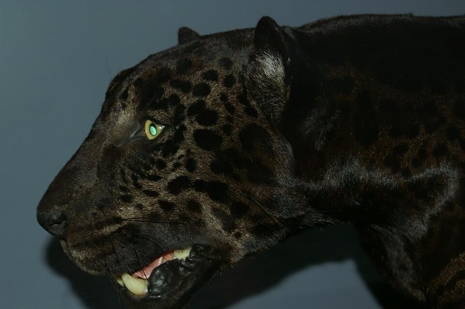 Fayl:Panthera onca 3zz.jpg