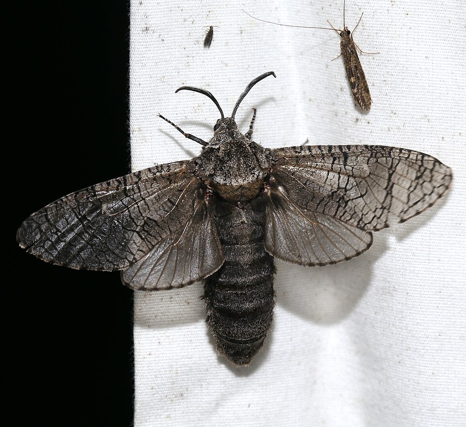 Fayl:Prionoxystus macmurtrei NC.jpg