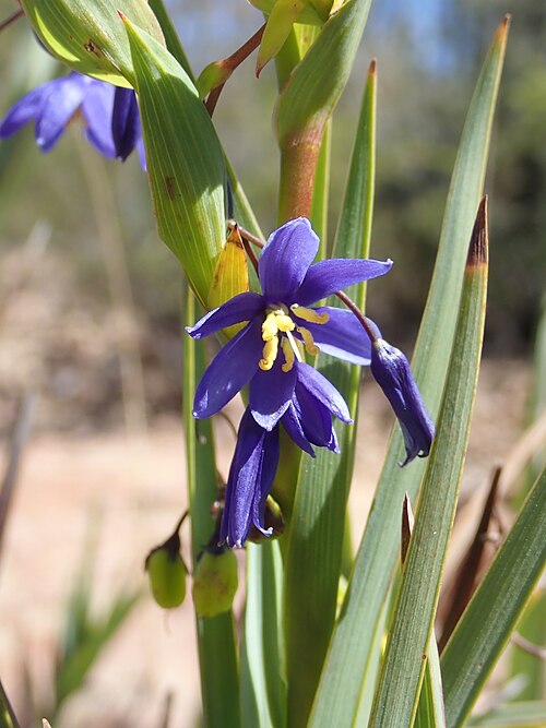 Fayl:Stypandra glauca43142928790 ca1f0f82fd o.jpg