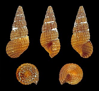 scabroides shakli