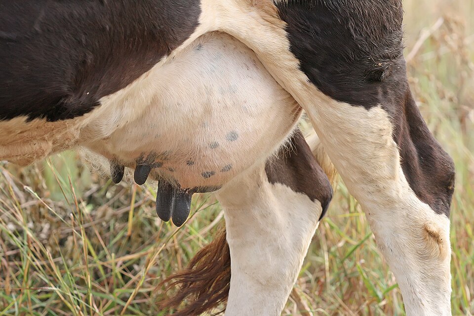 Fayl:Cow udders02.jpg