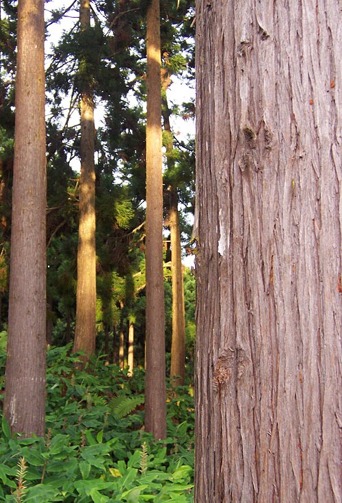 Fayl:Cryptomeria japonica bark.jpg