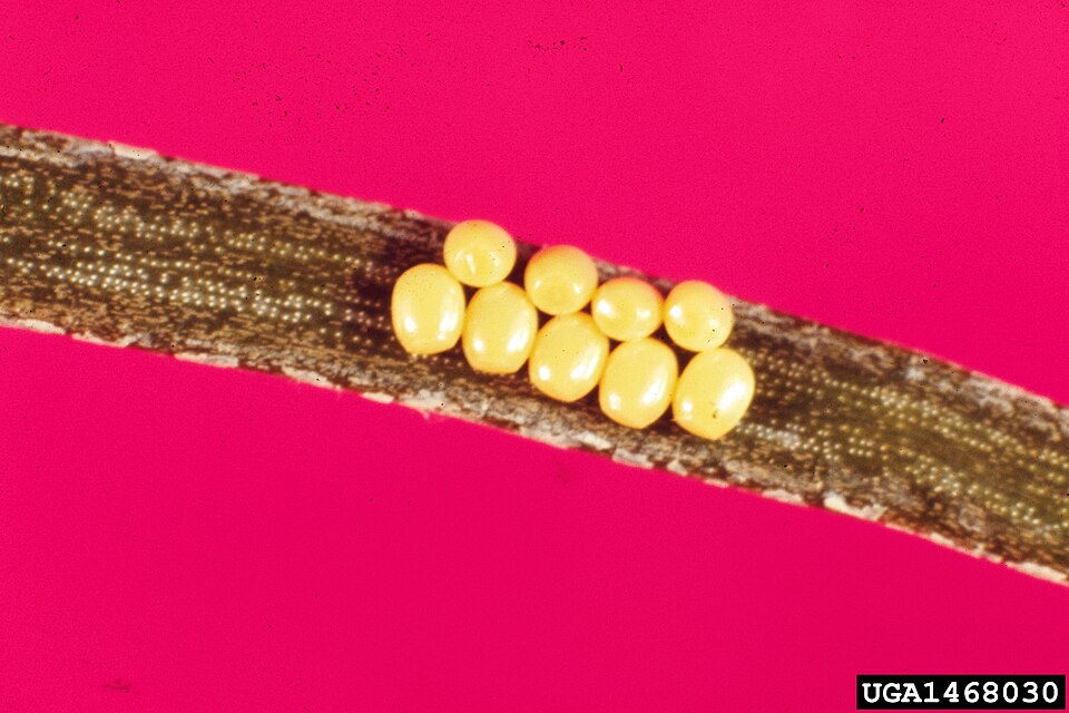 Fayl:Nepytia freemani eggs.jpg