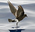 14:55, 2007-yil 29-iyun dagi versiya uchun tasvir