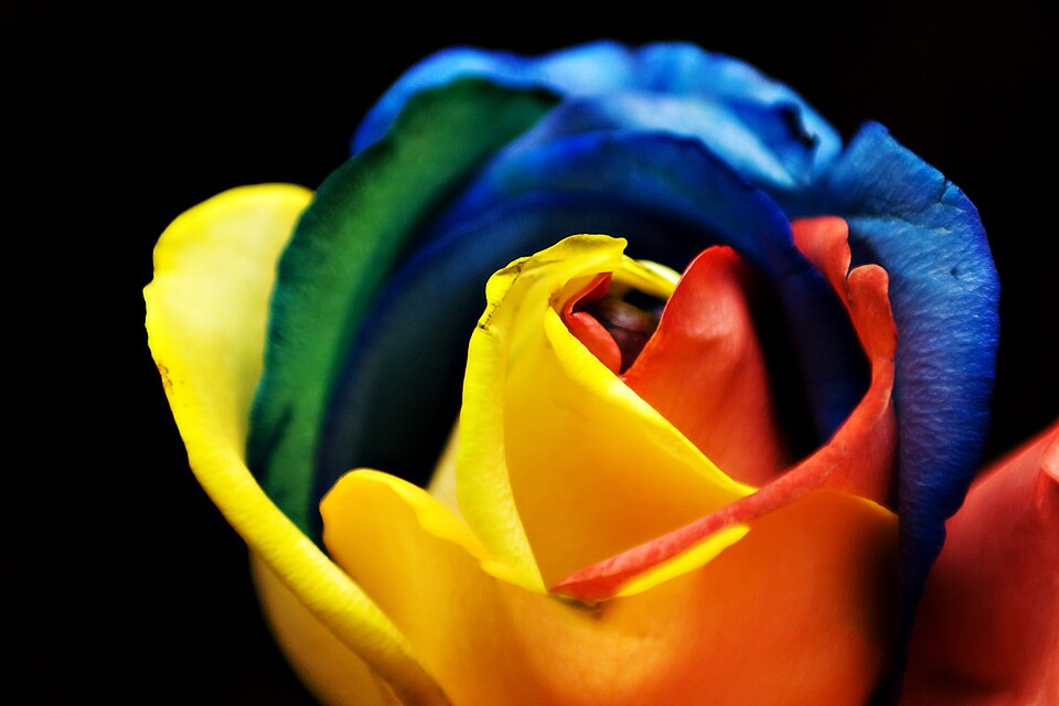 Fayl:Rainbow Rose (3366550029).jpg