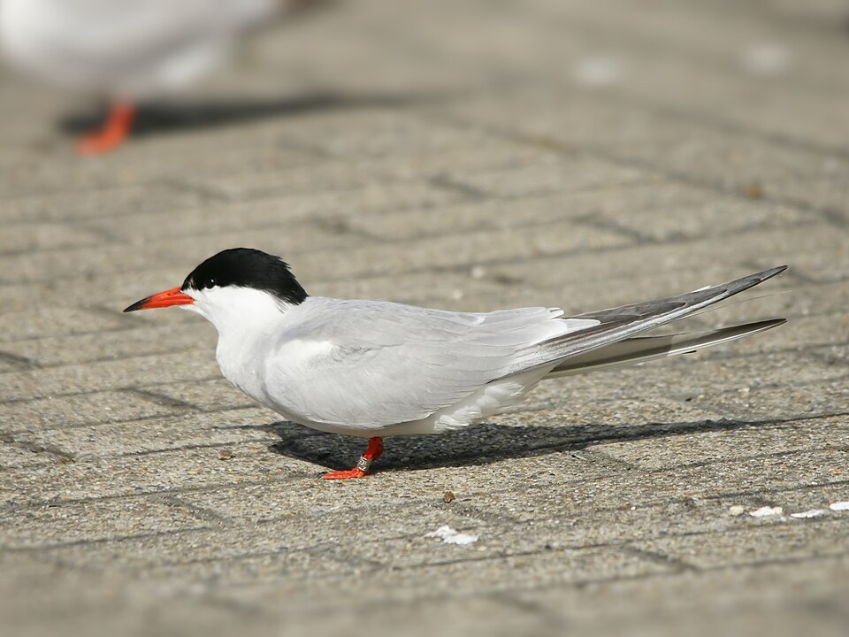 Fayl:Sterna hirundo (adult).jpg