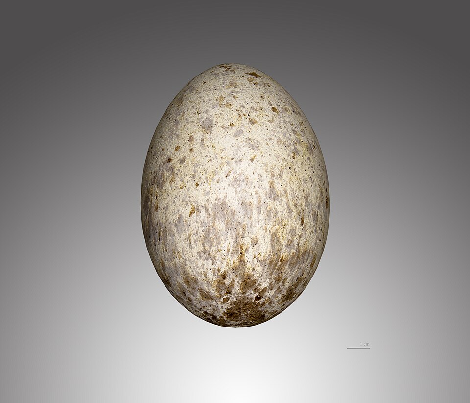 Fayl:Vautour moine MHNT.jpg
