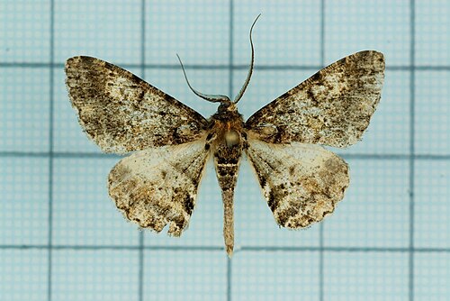 Alcis taiwanovariegata