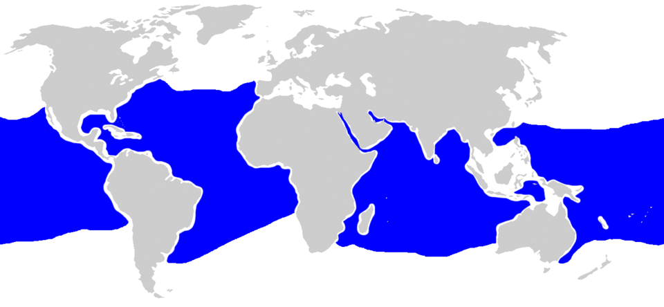 Fayl:Carcharhinus longimanus distmap.png
