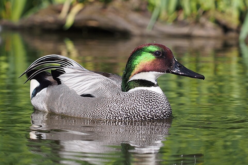 Fayl:Falcated duck 1.jpg