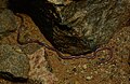 Namibiana tip turi; g‘arbiy ip ilon (N. occidentalis)