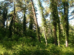 Pitsunda qoldiqlari bogʻi