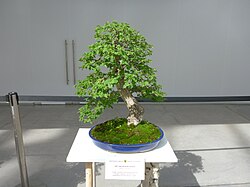 Maydabargli archa