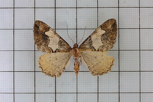 Alcis tayulina