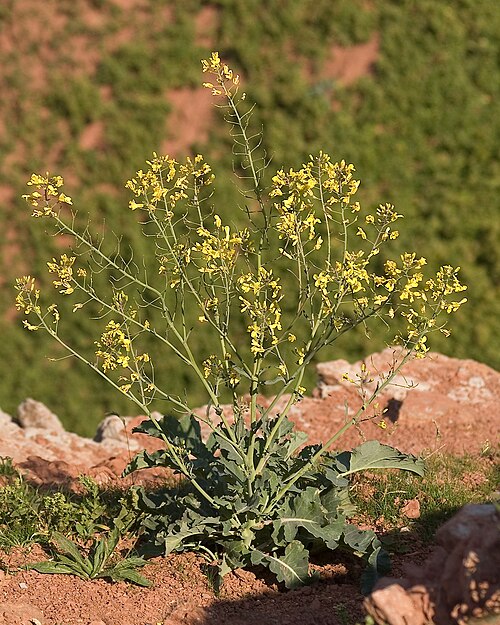Fayl:Brassica oleracea wild.jpg