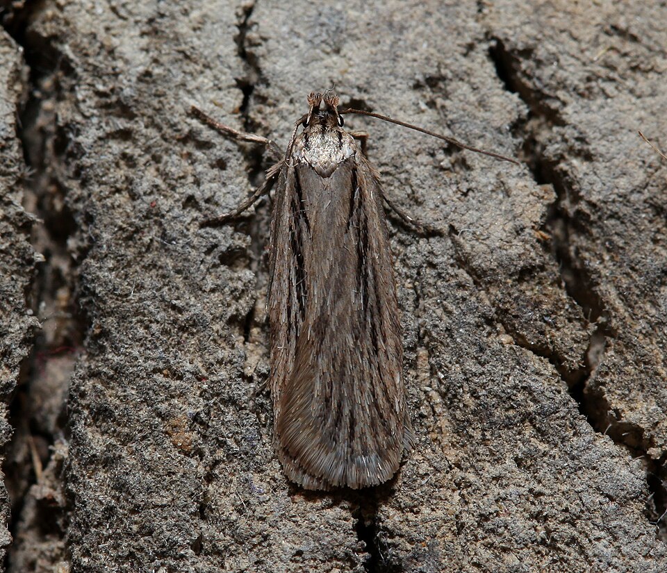 Fayl:Depressaria cervicella.jpg