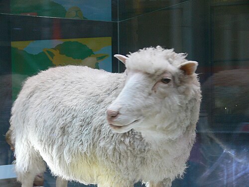 Dolly
