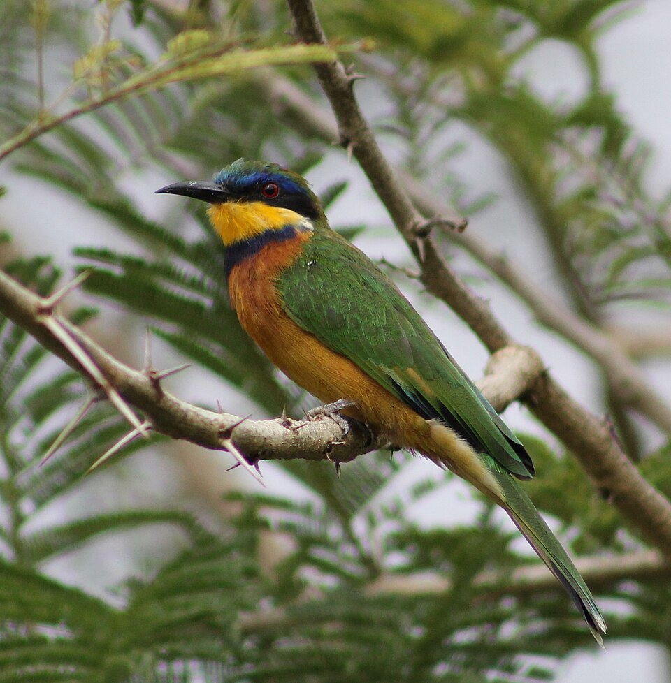 Fayl:Ethiopian Bee-eater (cropped).jpg