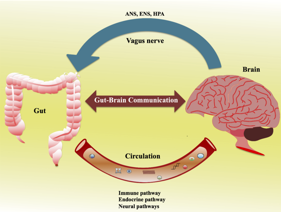 Fayl:Gut-Brain Axis.png