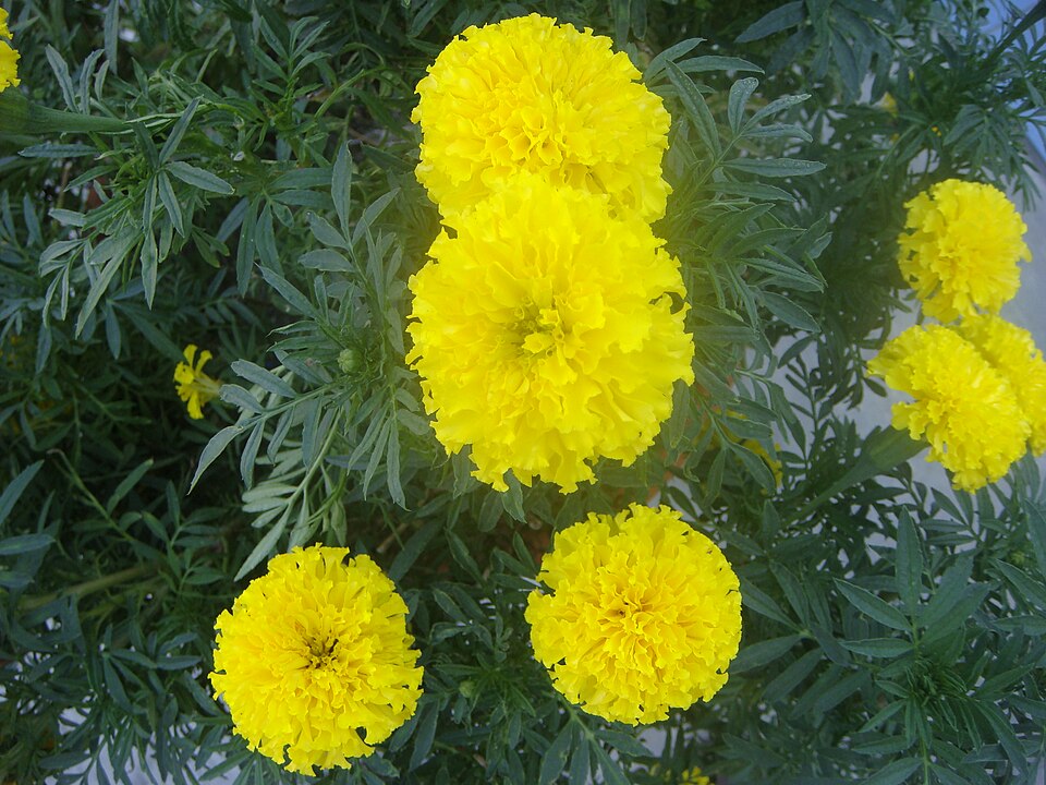 Fayl:Marigoldjf.JPG