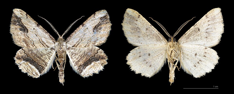 Fayl:Menophra abruptaria MHNT.jpg