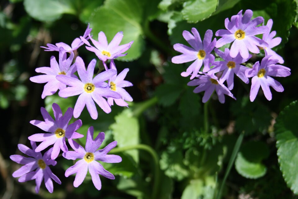 Fayl:Primula cuneifolia var hakusanensis 2010-7-18.jpg