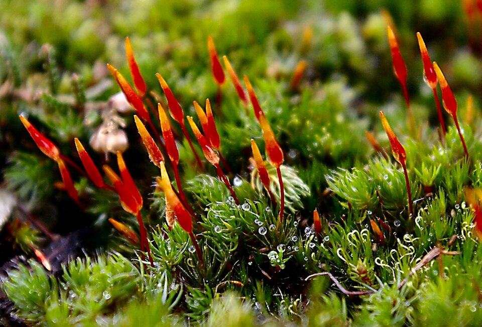 Fayl:RedMoss.jpg